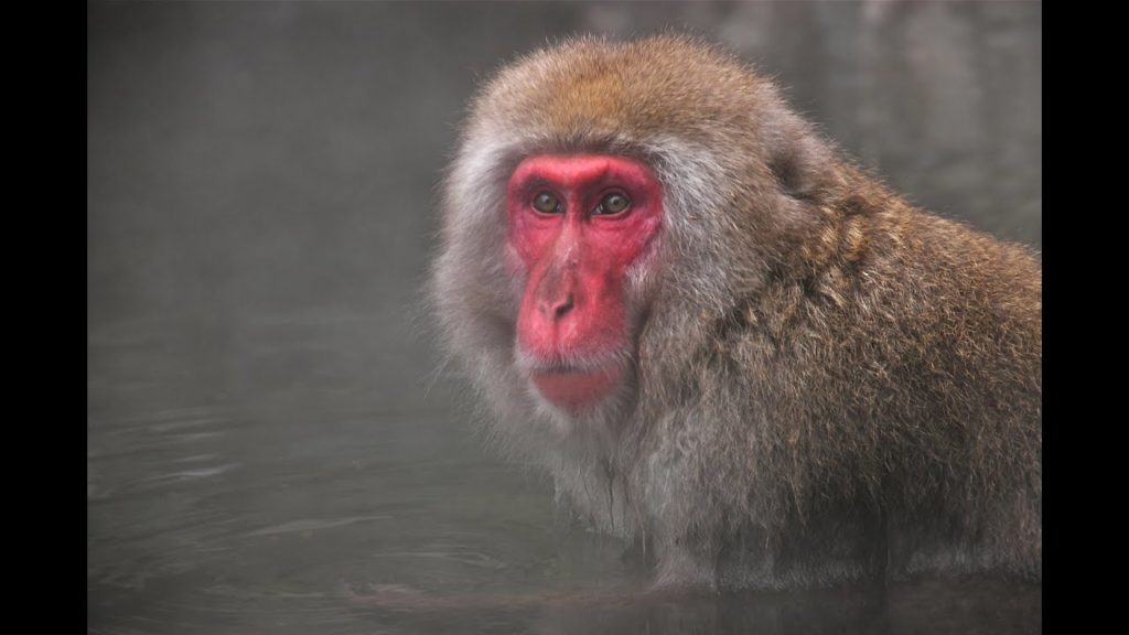 Japón, Nagano, Reino Macaco, www.viajesnomadas.com