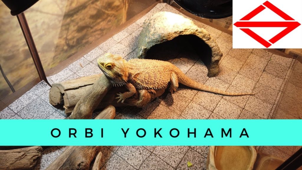 Orbi Yokohama 2019 🇯🇵 | オービィ横浜