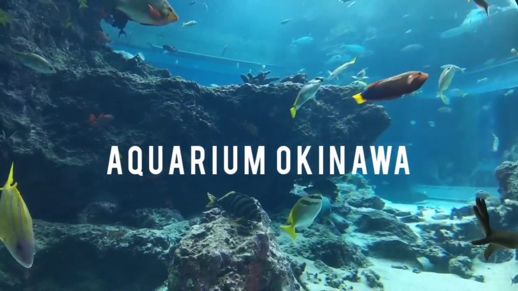 Aquarium Okinawa | 冲绳美丽海水族馆