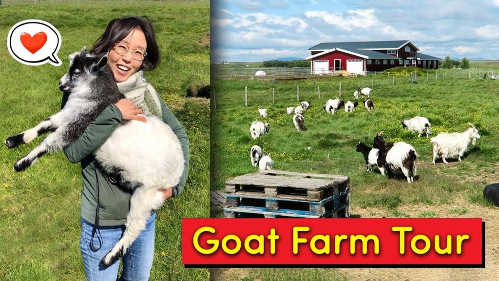 ICELANDIC GOAT FARM TOUR 🐐💕 ft. Baby Goats