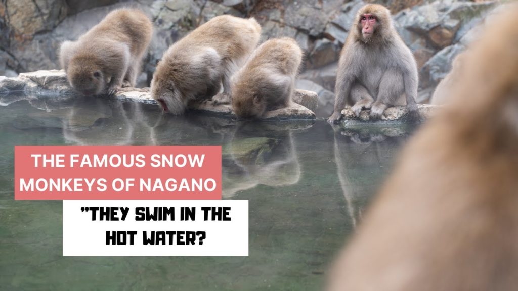 The Snow Monkeys of Japan | Nagano Snow Monkey Park (Daily Japan Vlog Day 15)