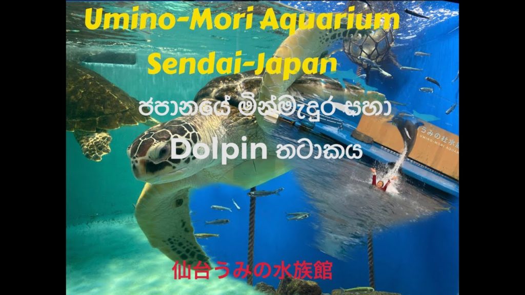 UMINO MORI AQUARIUM (SENDAI - JAPAN)