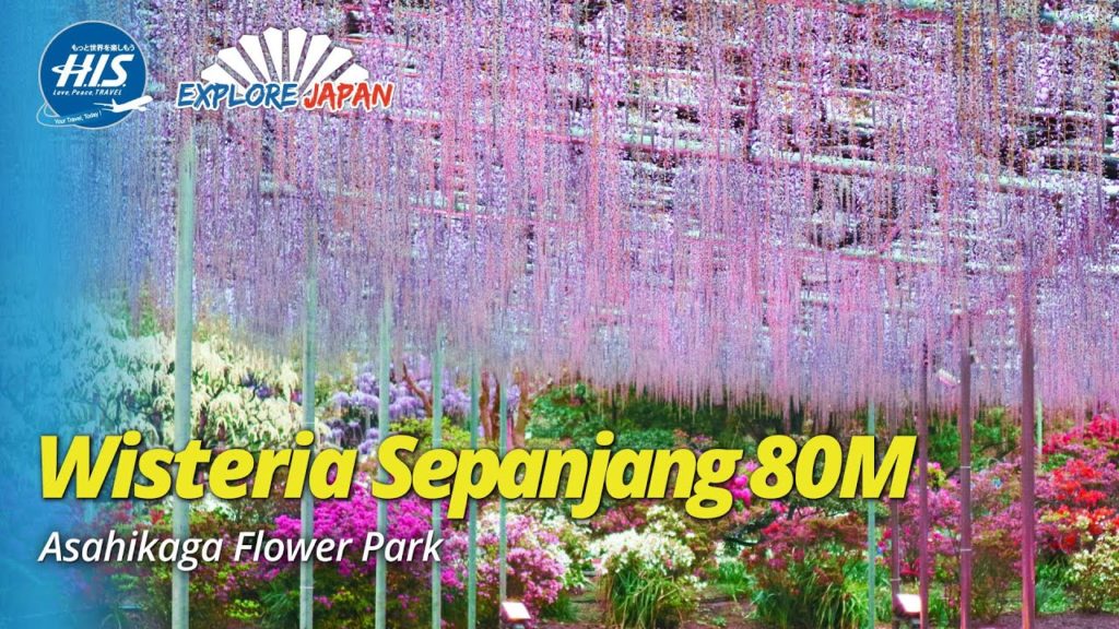 Indahnya wisteria putih di Ashikaga Flower Park Jepang