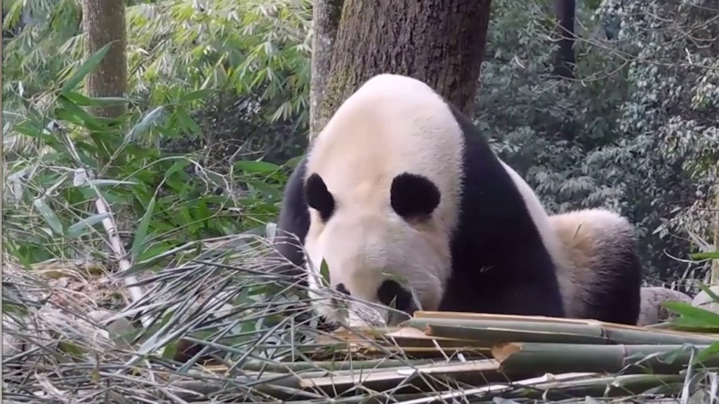 National Panda Day 2017! | The Great Projects