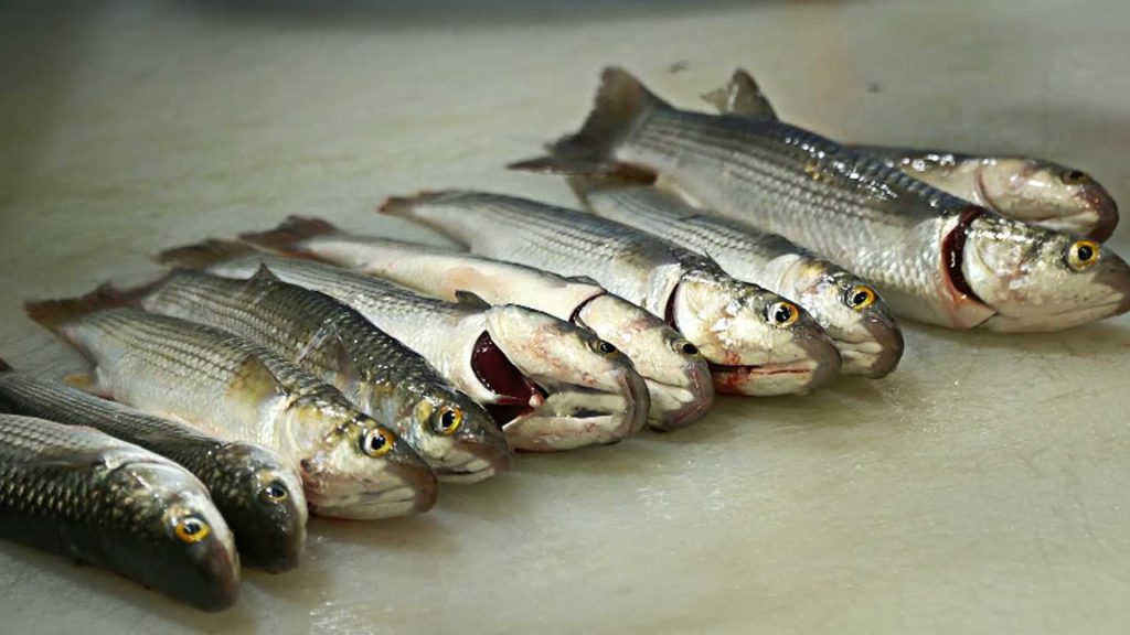 Korean Fish Market - Cutting Live Baby Fishes :: Mullet Sashimi