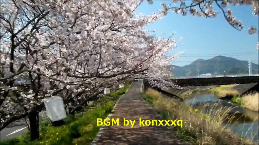 cherry blossoms in Mariko river bank 2011 #2 (Shizuoka)