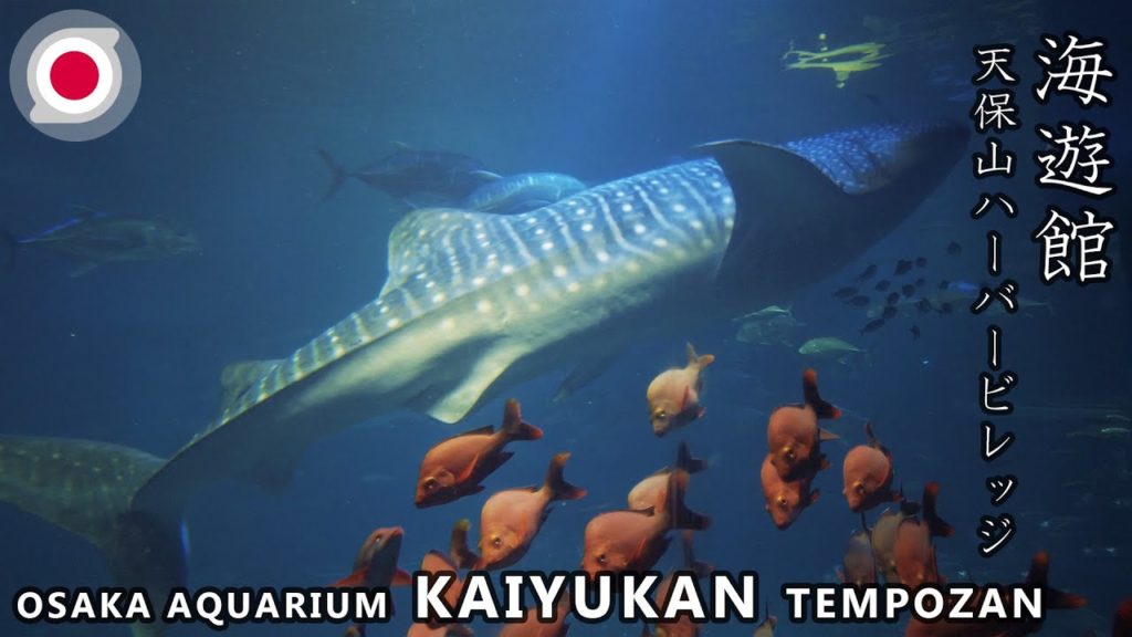 -OSAKA-  AQUARIUM KAIYUKAN in Tempozan Harbor Village "Whale Shark"  [4K] 天保山 海遊館  ジンベイザメ