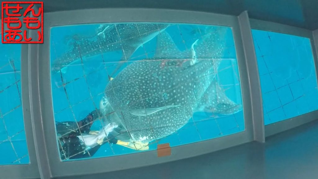 せんももジンベエザメグラスボートに乗る Whale Shark Boat Tour