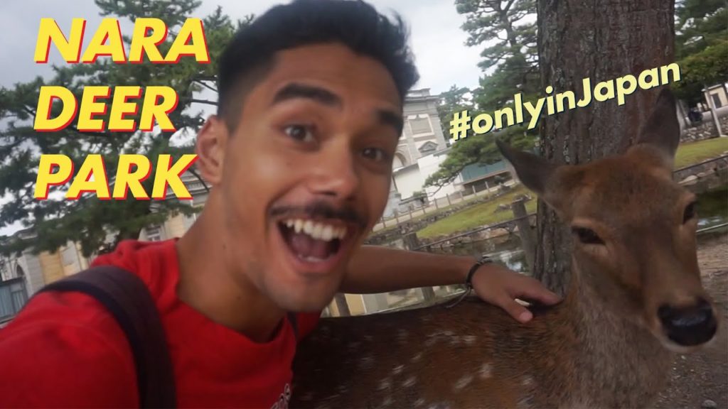 Nara DEER PARK Is A Must Visit In Japan + I Explore Fushimi Inari, Kyoto | Asia Travel Vlog