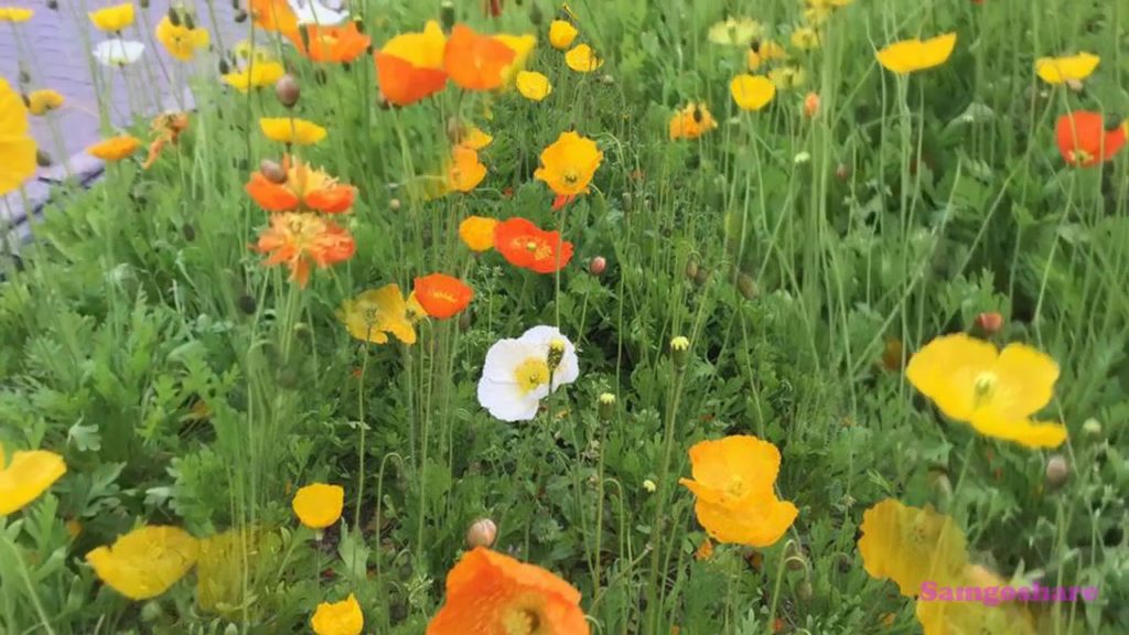 Samgoshare  theo cánh hoa phù dung (Poppy) Okayama Nhật bản !