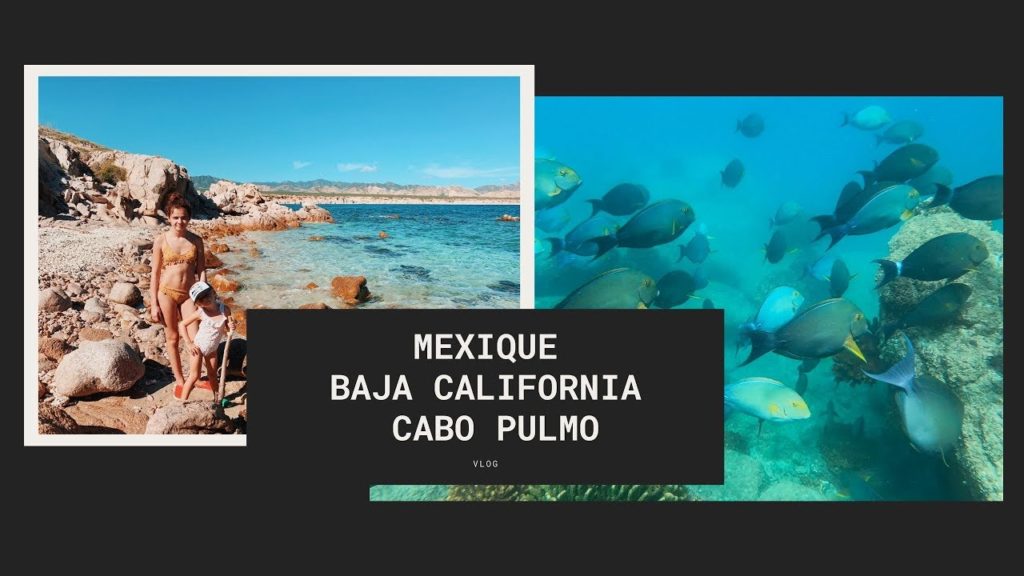 VLOG 33 I Mexique I Baja California / Cabo Pulmo / Snorkeling dans le plus grand aquarium du monde! VLOG 33 I Mexique I Baja California / Cabo Pulmo / Snorkeling dans le plus grand aquarium du monde!