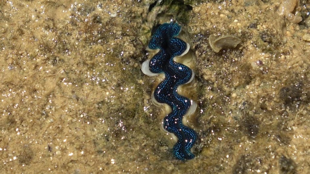 How to fillet Giant Clam Sashimi | Okinawa Naha seafood japan