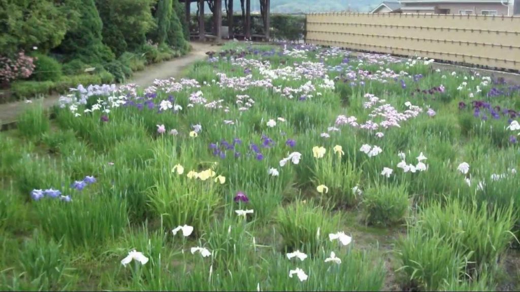 RSK Rose & Iris Garden in Kurashiki-city, Okayama 2011