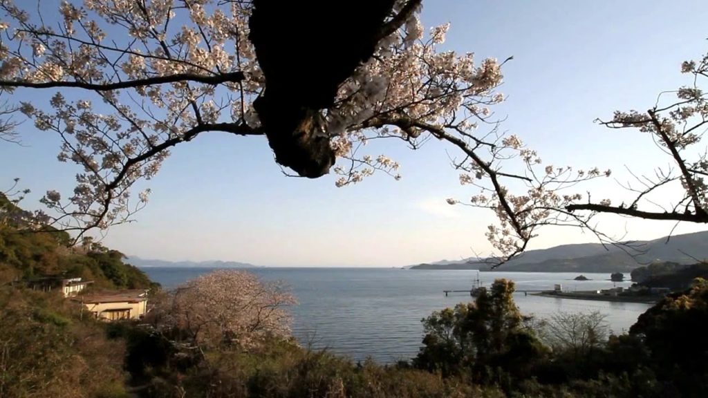 Cherry Blossoms of Cherry Line in Minamata City, Kumamoto Prefecture [HD]