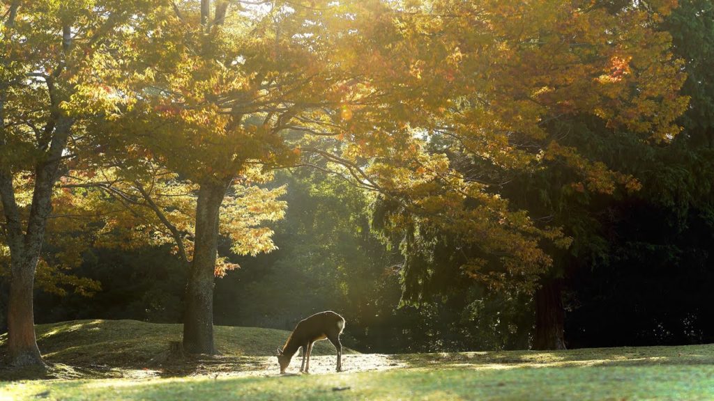 神鹿 Deer as messenger of the God 奈良公園・飛火野 Nara park-Tobihino in Japan 癒しの風景 神鹿 Deer as messenger of the God 奈良公園・飛火野 Nara park-Tobihino in Japan 癒しの風景