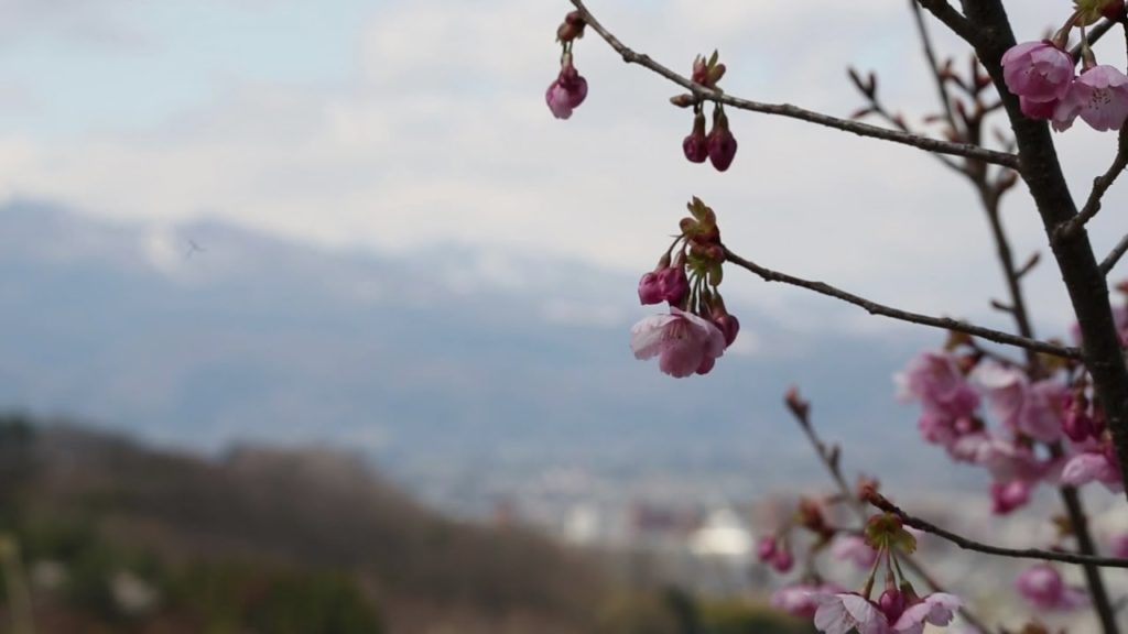 Tōhoku Cherry Blossoms - Hanamiyama, Fukushima