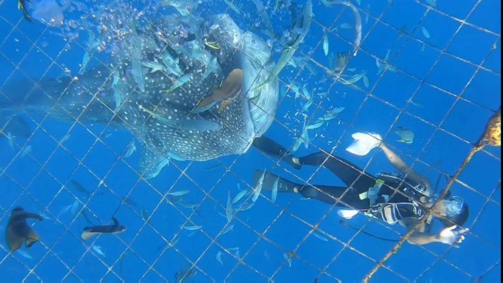 Okinawa, Japan destination - Whale shark Snorkeling,Aono-dong,Churaumi Aquarium,Emerald Beach