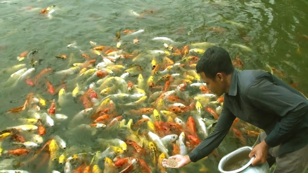 Ornamental Fish - Aquarium Fish Farming Business Plan in Tank and Pond