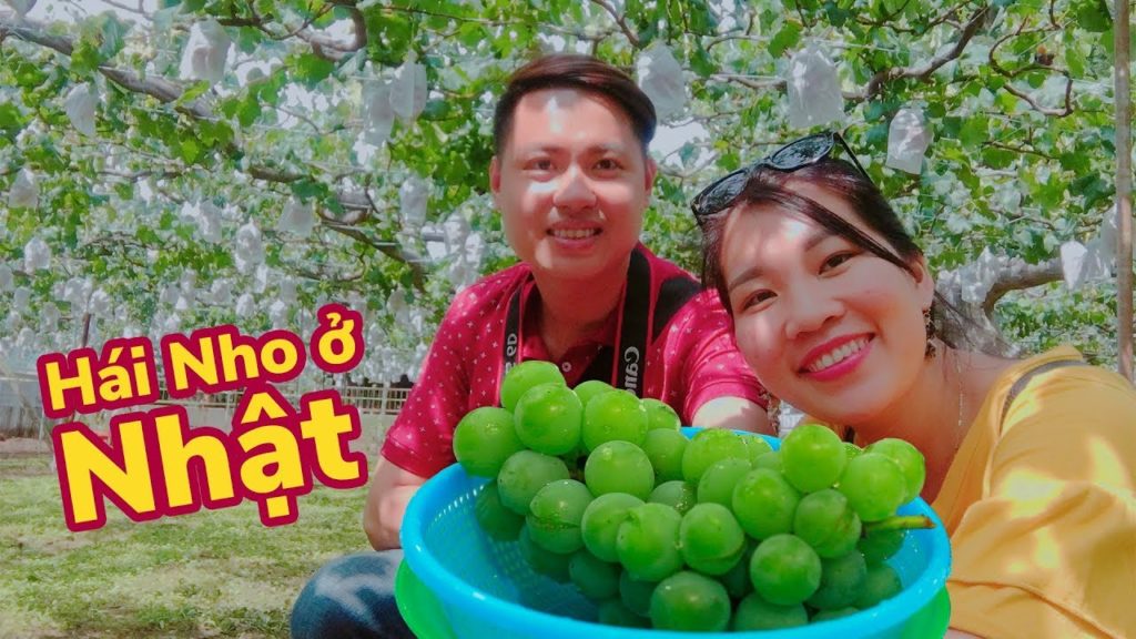 Du lịch Nhật Bản: Lần đầu vào tận vườn hái nho tuyệt ngon ở Saitama
