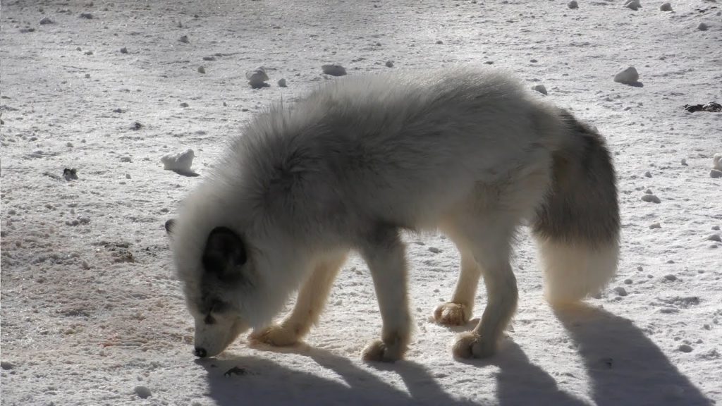 Fox Village in Japan (kitsune mura) 銀ぎつね