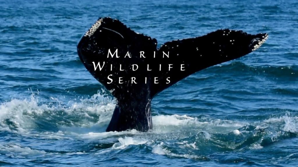 Marin Wildlife Series | Pacific Ocean