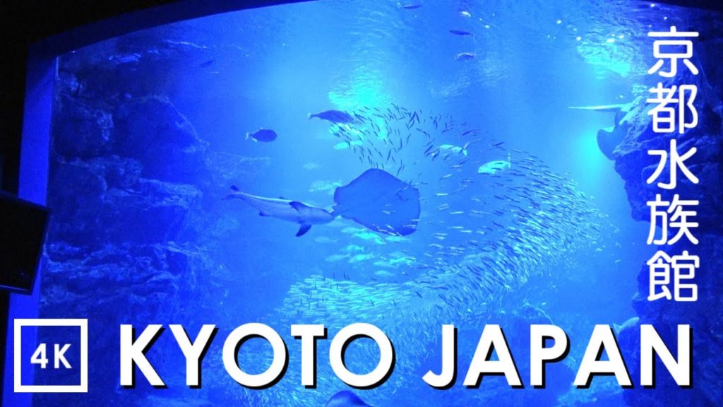 【4K】Giant Ocean Tank of Kyoto Aquarium - 大水槽に癒される 京都水族館 | Japan walking guide