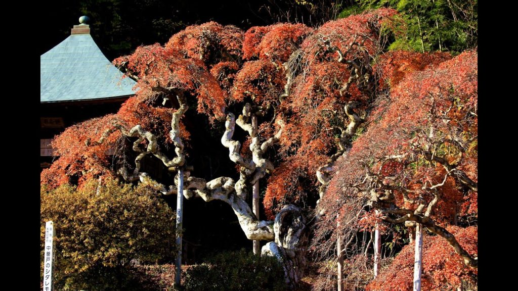JG☆☆4K 福島 中釜戸のシダレモミジ(天然記念物) Fukushima,Shidaremomiji at Nakakamado(Natural Monument)