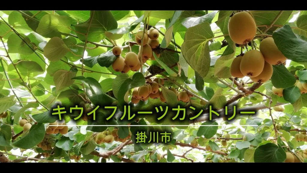キウイフルーツカントリーJapan（掛川市）｜HTCドライブ観光スポット