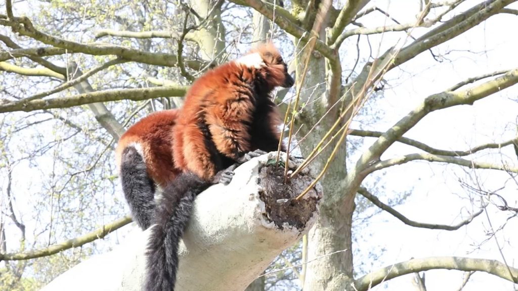 Lemurs at Chester Zoo