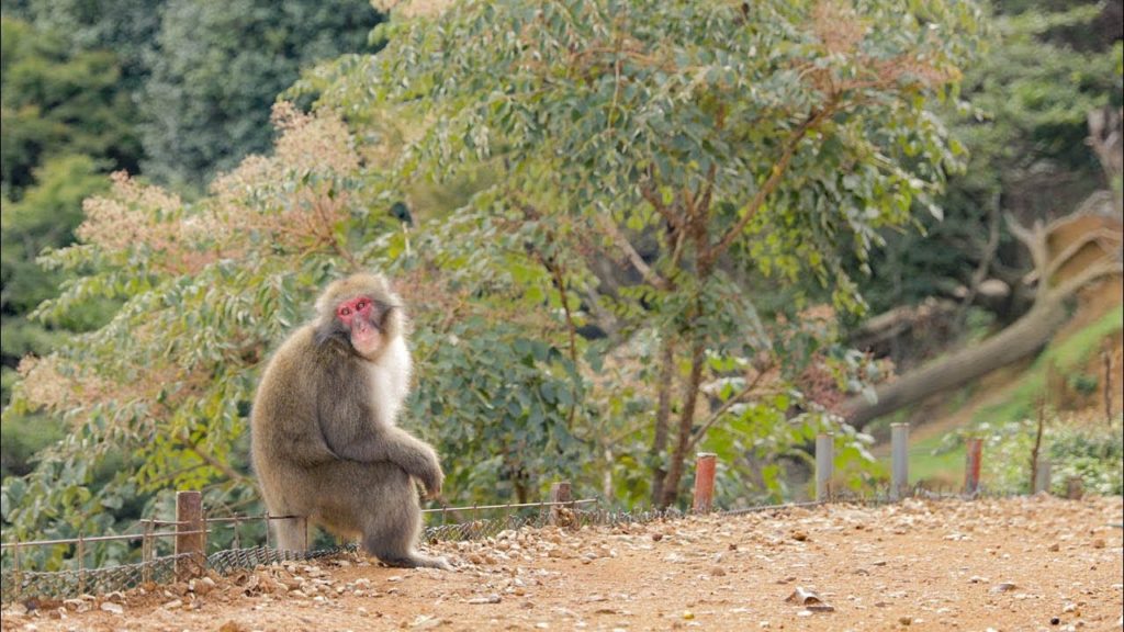 Arashiyama Monkey Park, Bamboo Groove, and Sagano Scenic Railway | Day 7 | Kyoto, Japan