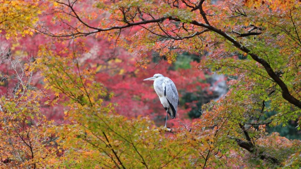京都紅葉 Momiji Garden in Kyoto🍁Autumn Leaves❤️Maple colors🍁 京都紅葉 Momiji Garden in Kyoto🍁Autumn Leaves❤️Maple colors🍁
