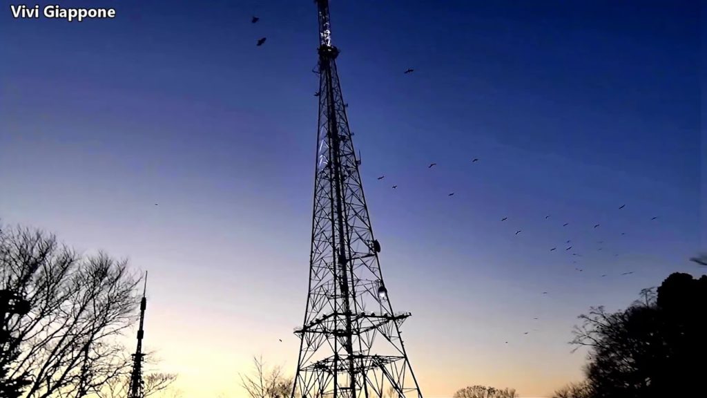 #ASMR Crepuscolo Giapponese tra i Corvi - Vivi Giappone