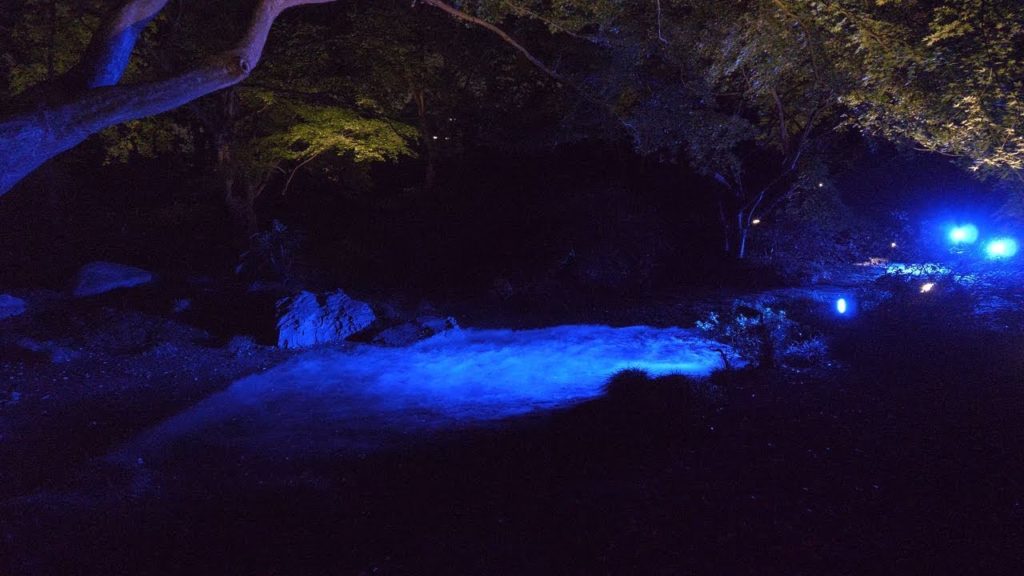 【4K】Rikugien autumn leaves illumination