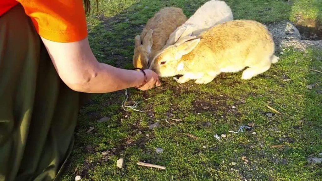 BUNNY ISLAND 　Ｊapan  Ｔrip  to Ｒabbit  Ｉsland  2016