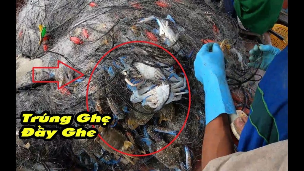 Ghe lưới ghẹ trúng mùa - cuộc sống ngư dân đi biển