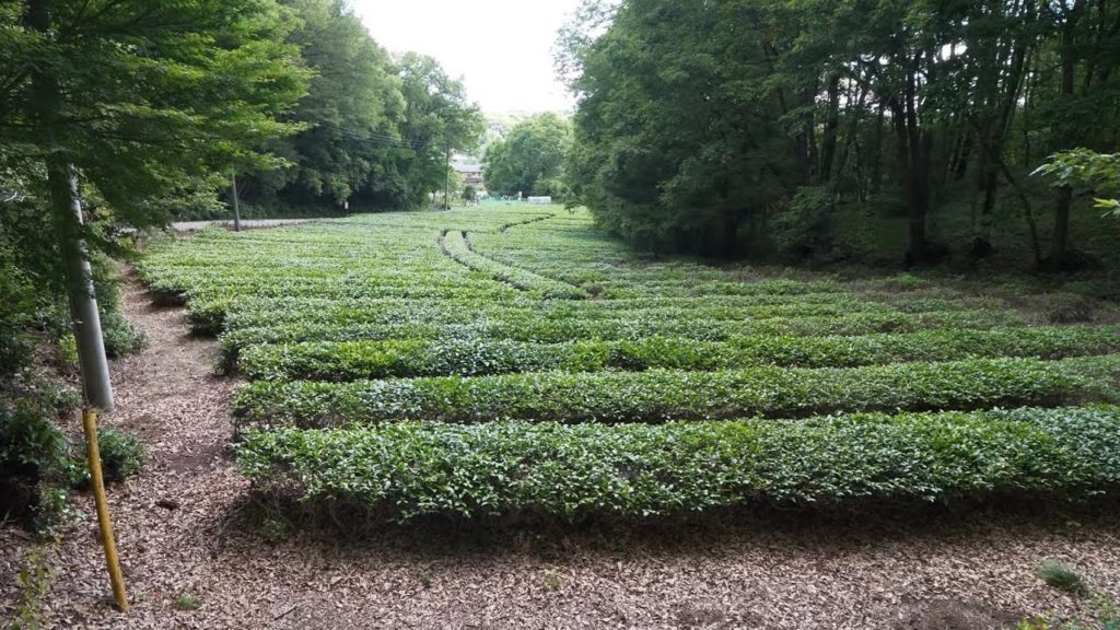 【4K】Walking to Totoro forest from Seibukyujomae station