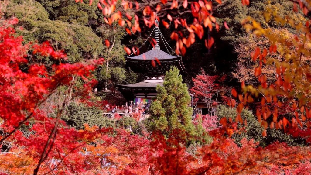 永観堂の紅葉  京都 eikando  Autumn leaves Kyoto 京都紅葉
