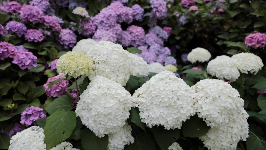 下田公園 あじさい祭 💜Hydrangea in Shimoda Park💗 伊豆Izu 2019