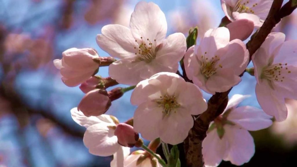 japan trip - Spring cherry Blossoms in japan