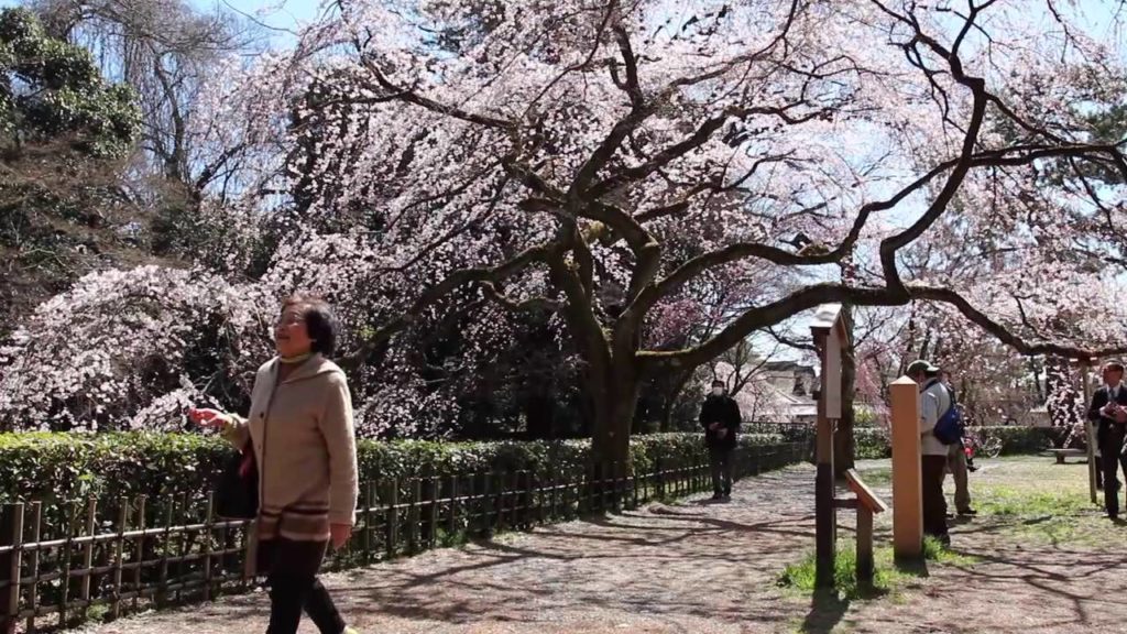 Japan Trip March 2016
