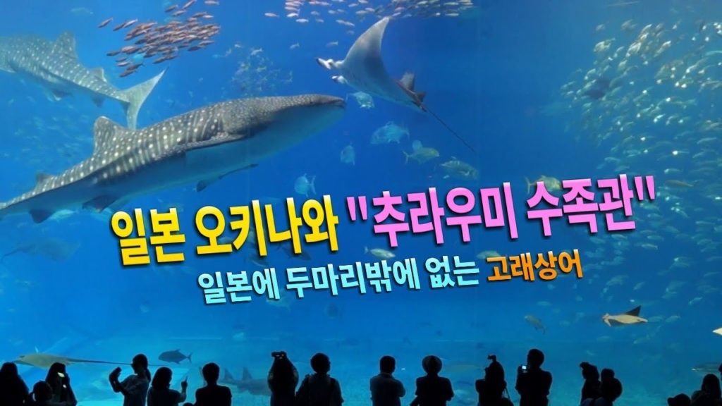 [진상처리반]일본 오키나와 여행 추라우미 수족관을 가다!!日本 旅行 Japan travel okinawa churaumi aquarium the kuroshio sea