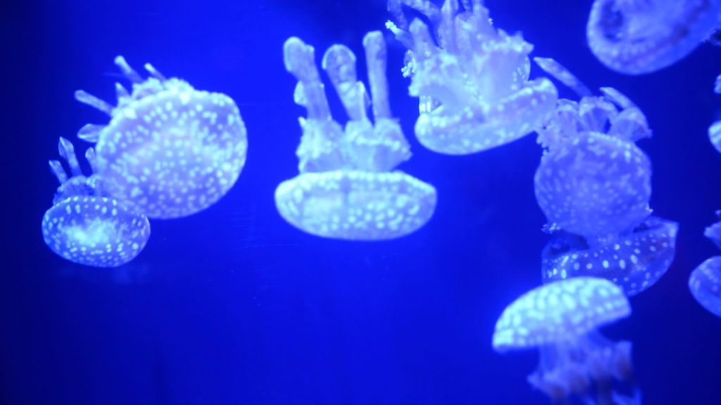 アキーラさん観察④沖縄美ら海水族館!タコクラゲ編!Papuan-Jellyfish in Okinawa Churaumi-Aquarium in Okinawa アキーラさん観察④沖縄美ら海水族館!タコクラゲ編!Papuan-Jellyfish in Okinawa Churaumi-Aquarium in Okinawa