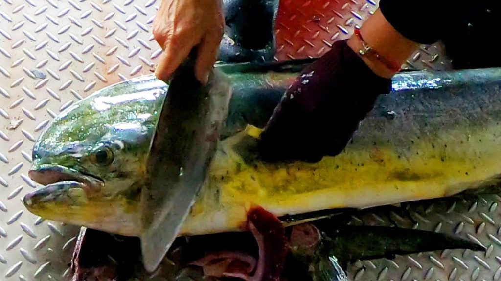 Dolphin Fish(Mahi  Mahi) Catch Clean and Cook- Taiwanese street food