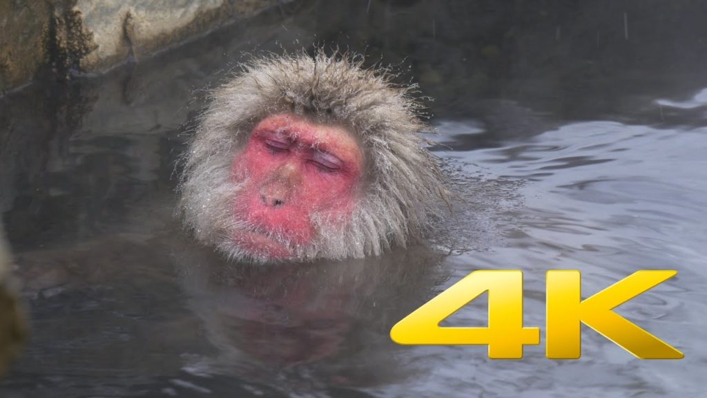 Japanese Snow Monkeys of Jigokudani - 地獄谷野猿公苑 - 4K Ultra HD