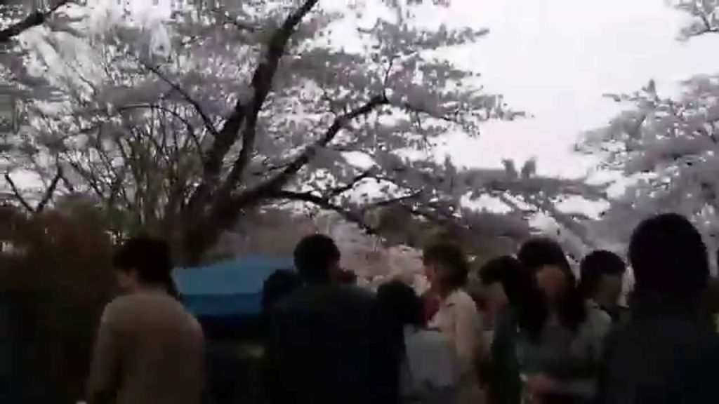 Walk though the Sakura Matsuri in Akita Japan