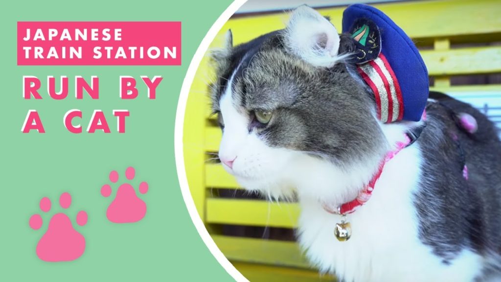 Japan's Train Station: Run By A Cat Japan's Train Station: Run By A Cat