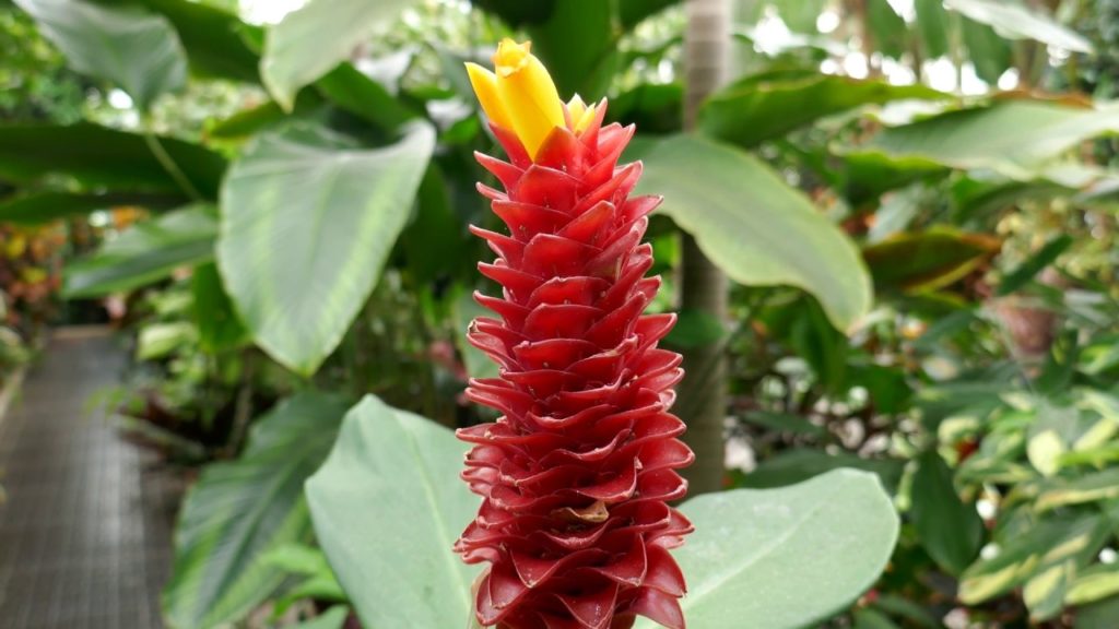Planting Fields Arboretum State Historic Park - Greenhouses (4k)