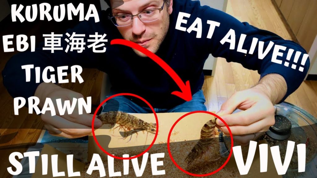 MANGIO KORUMA EBI ( TIGER PRAWNS) GAMBERI VIVI IN GIAPPONE | STILL ALIVE
