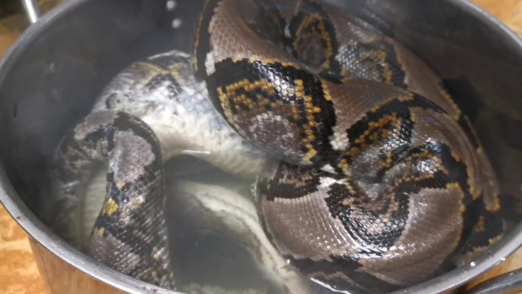 MAKING SNAKE PYTHON RICA RICA /EXTREME FOOD INDONESIA 1#  /익스트림 음식 뱀 파이썬/エクストリームフードヘビパイソン