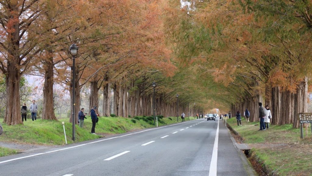 朝のメタセコイヤ並木を散歩 - Virtual walking Japan 4K